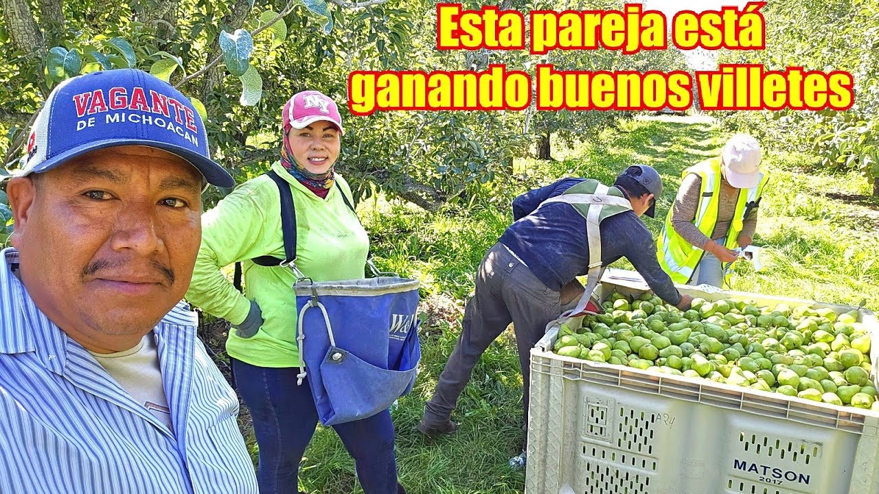 Cuanto están ganando por dia en la pisca de peras 🍐 es por contrato amigos 