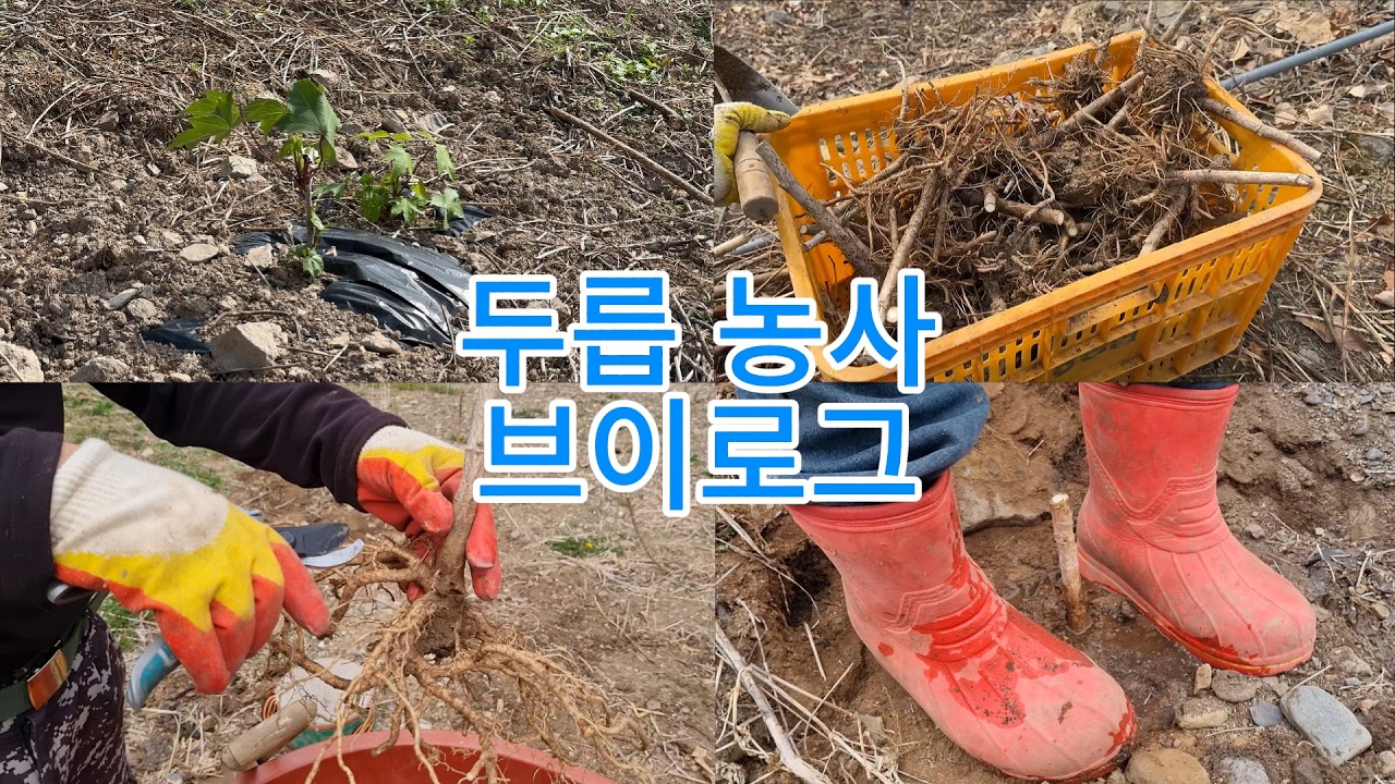삼척 귀농 5년차의 두릅농사 브이로그👩&zwj;🌾🌴