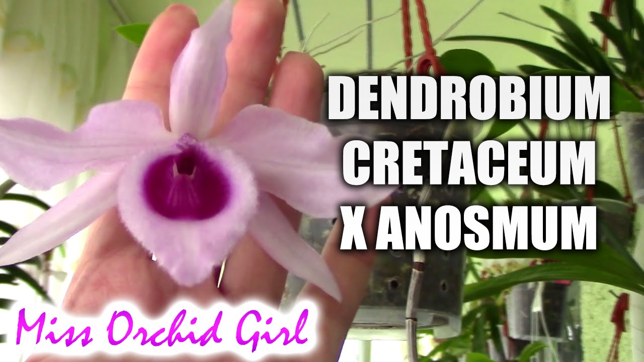Dendrobium cretaceum x anosmum superbum orchid - Want some raspberries?