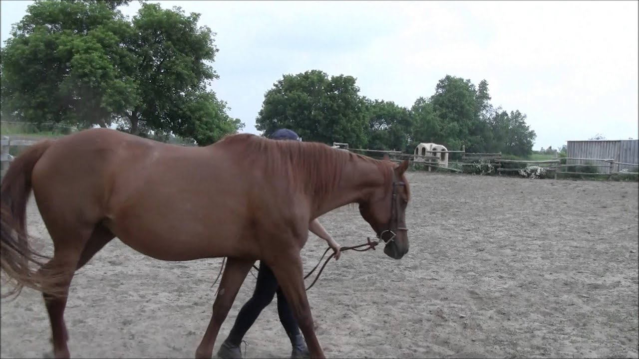 HorseTraining - Helping the Horse that is Afraid of the Bit or Contact