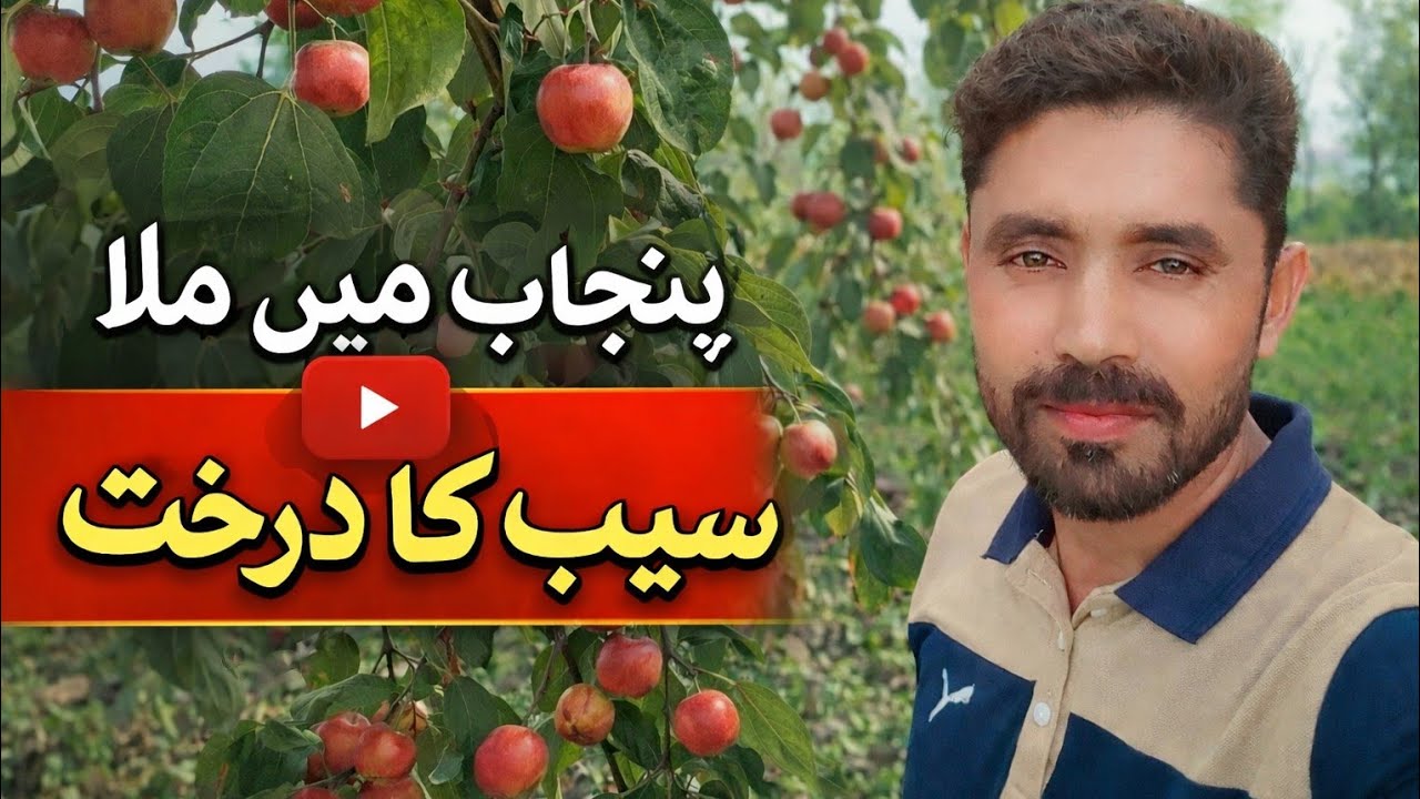 We Found an Apple tree in punjab so beautiful seen 