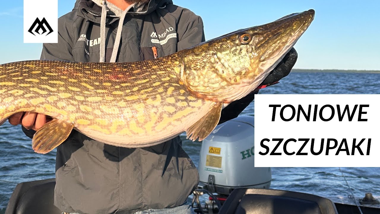 TONIOWE SZCZUPAKI / WSZYSTKO CO MUSISZ WIEDZIEĆ