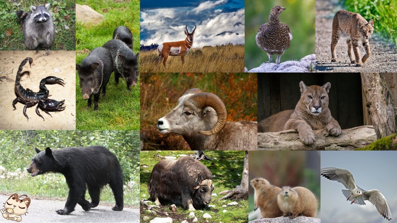 Animal sounds - Wild animals of North America