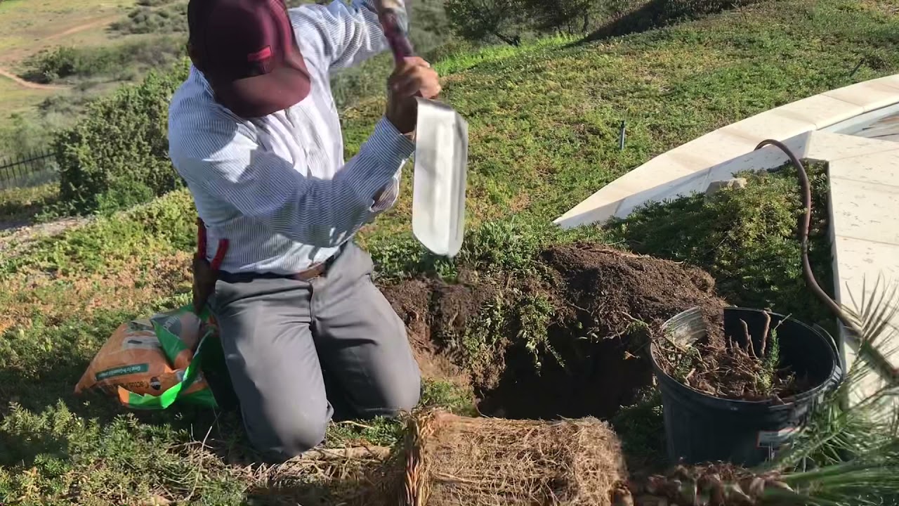 Como plantar una palma o robellini palm