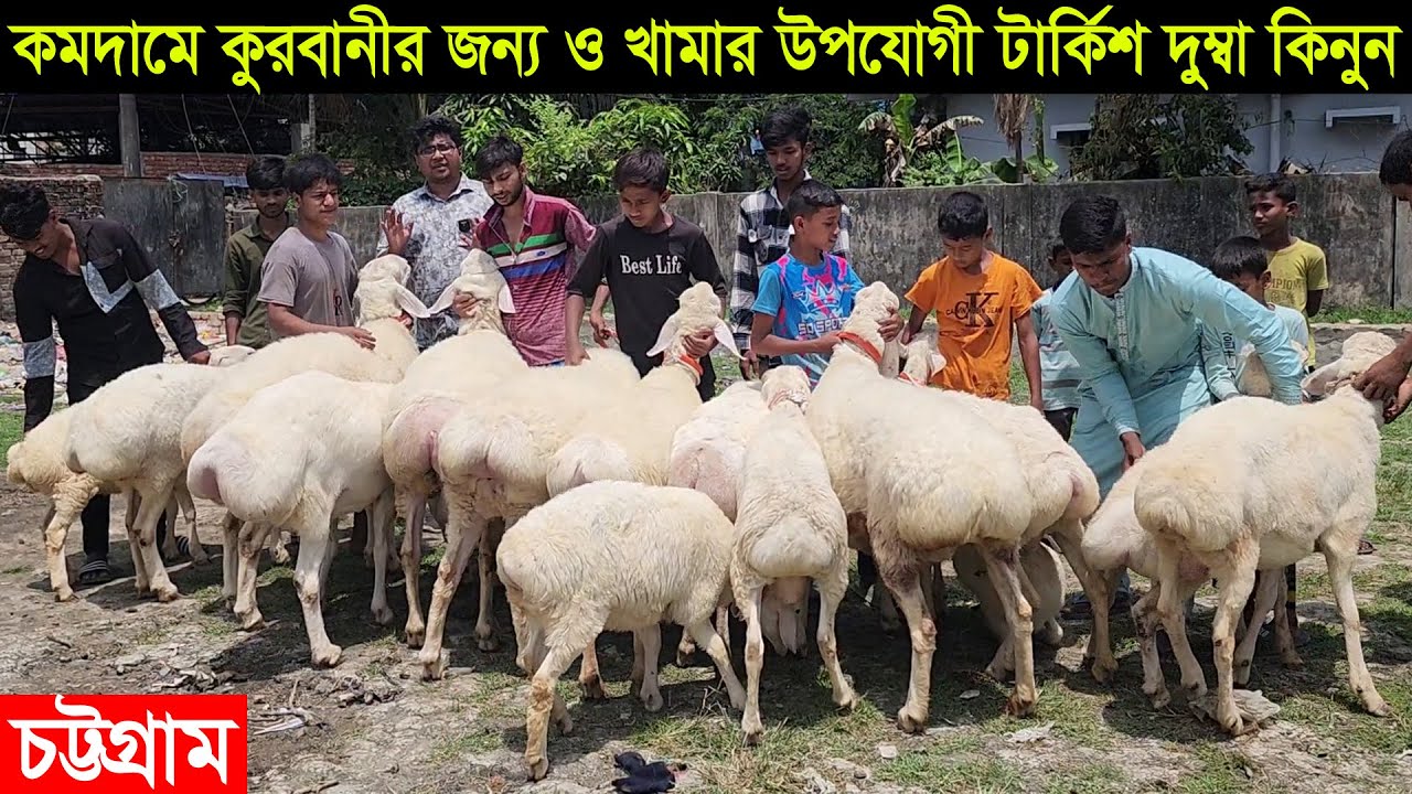 কমদামে কুরবানীর জন্য ও খামার উপযোগী অরজিনাল টার্কিশ দুম্বা কিনুন চট্টগ্রাম থেকে Dumba price