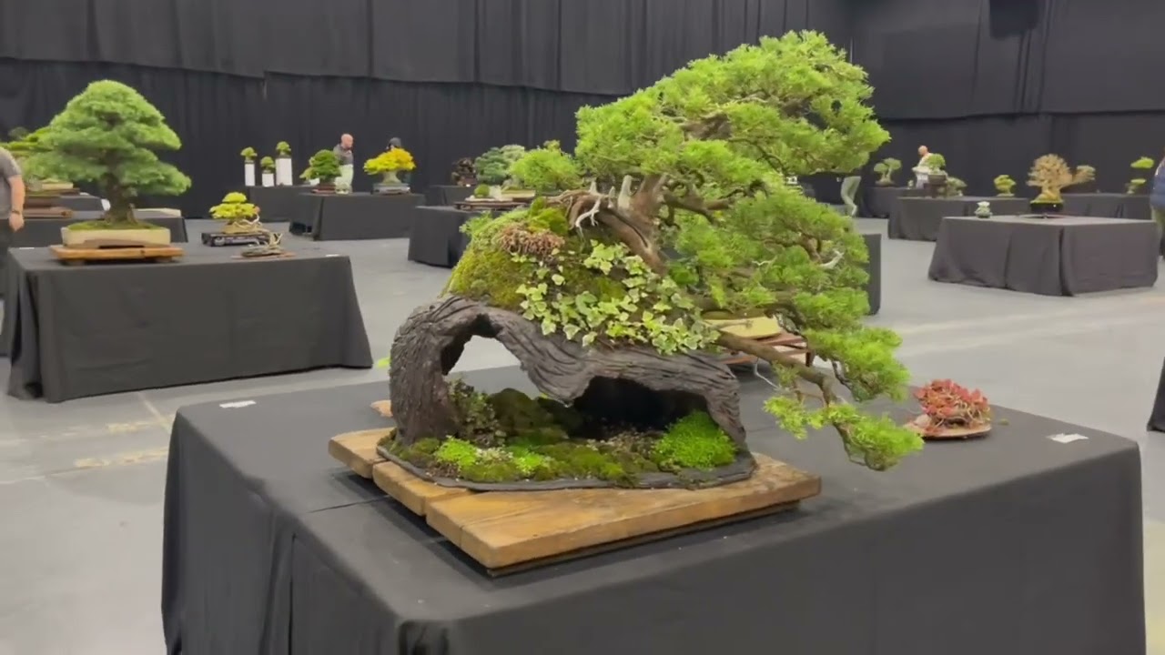 Bonsai Best of 2024: My Favourite Trees from UK Shows & Greenwoods