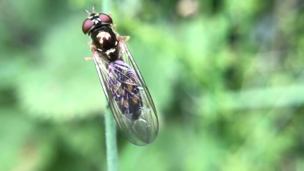 Study of a wasp grooming itself