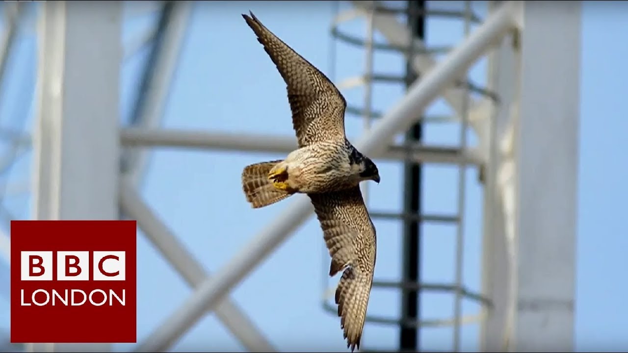 The Falcons of Battersea Power station - BBC London