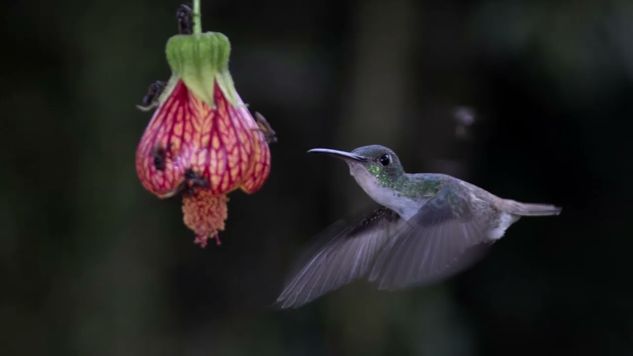AVIS EQUATORIALIS - SACHATAMIA LODGE