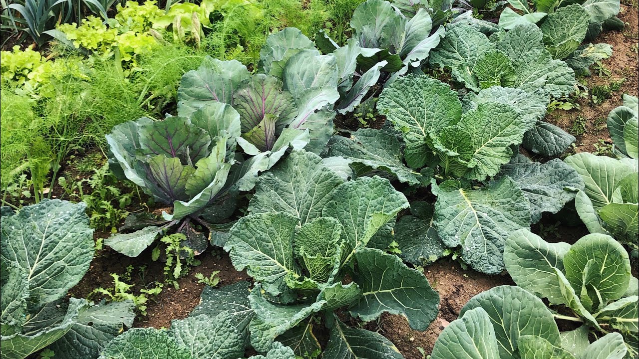 L' orto invernale continua... | My Farm Project