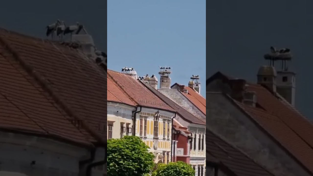 Wundersch&ouml;ne St&ouml;rche in der Altstadt Rust 🏠 #st&ouml;rche #nature #birds #rust #austria #animals