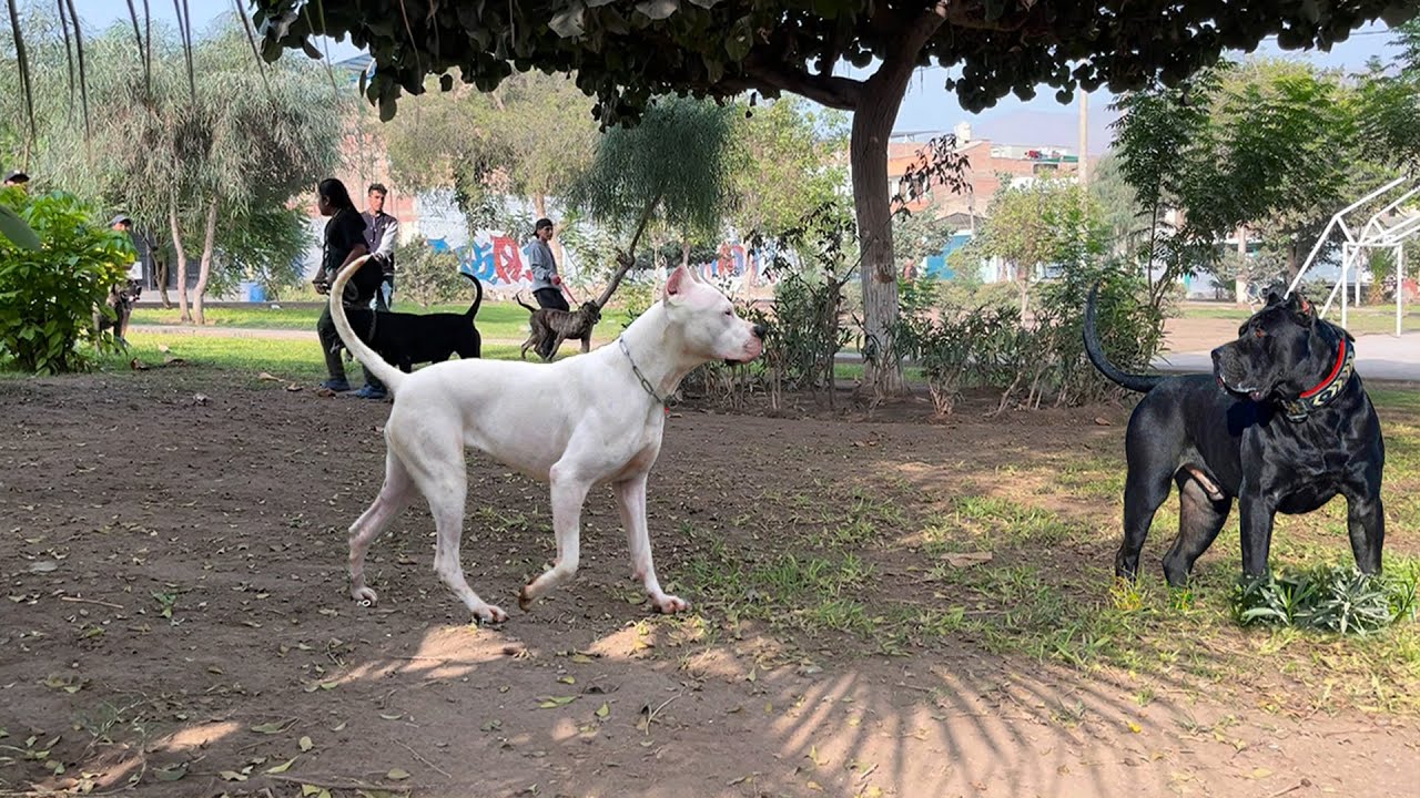 APRECIA EL ENCUENTRO de un Presa Canario y un Dogo Argentino