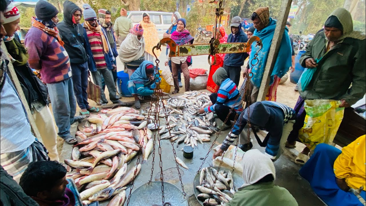 Today Fish Market Video 🐟🐟 High Price 😍 Machli Ki Bazar Mein Gaya 