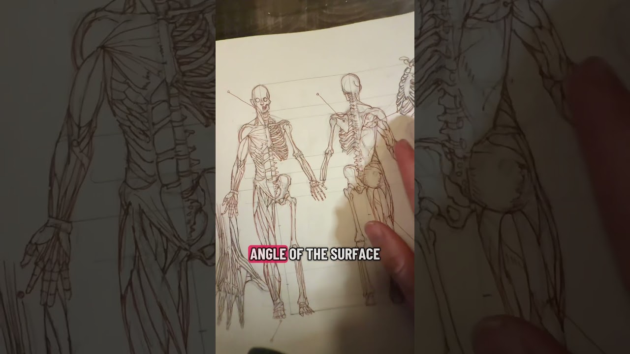 How do Spider-Man&rsquo;s muscles work? #art #science #spiderman #anatomy