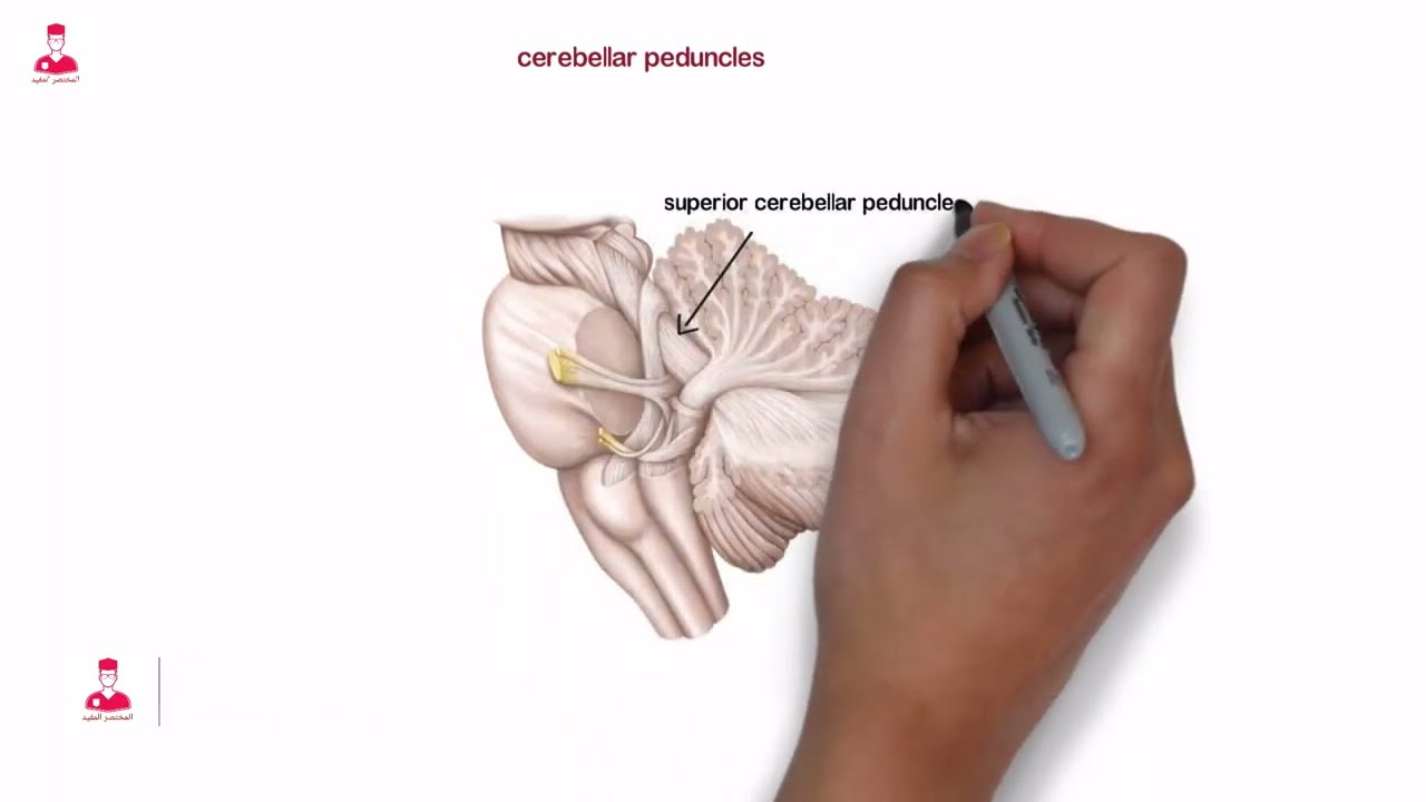 المخيخ || cerebellum