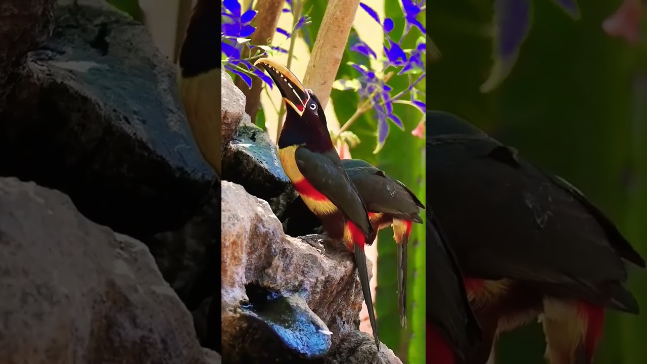 Aracari | collared aracari #bird #birdlife #nature