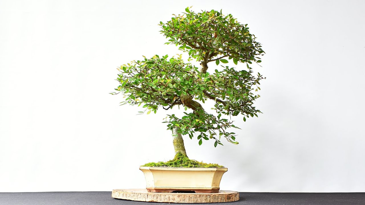 Poda Zelkova Parvifolia