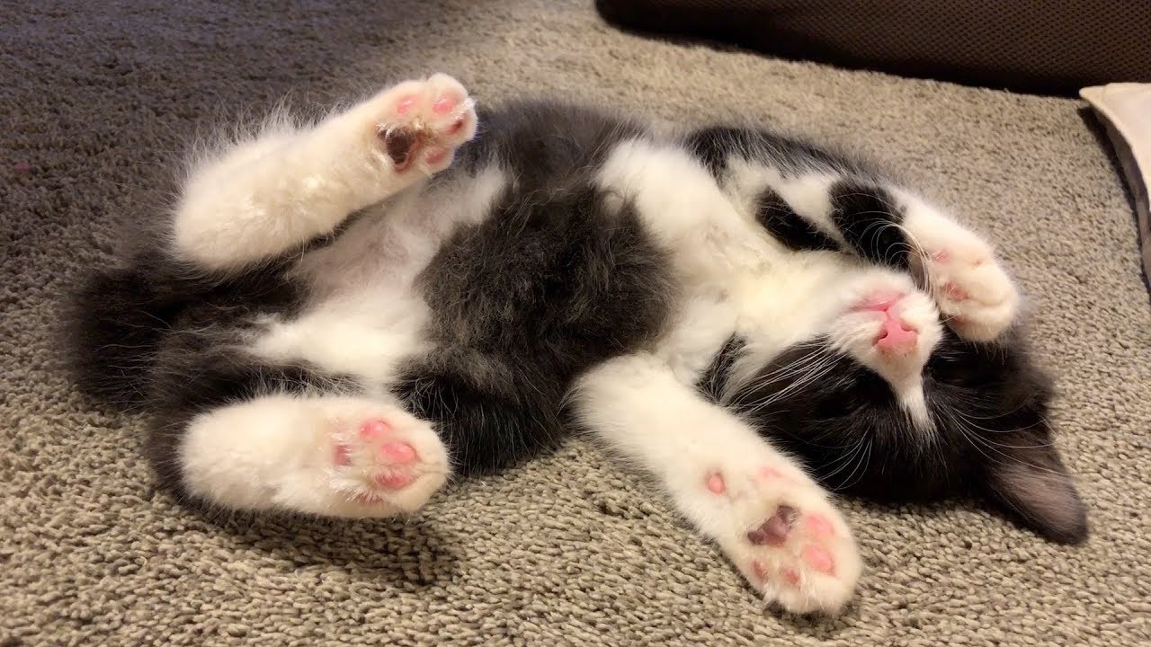 寝ている子猫を触りまくって起こす　はじめての子猫保護10日目