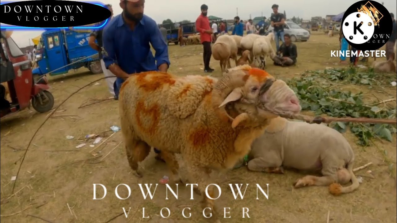#Eiduladha2022 Qurbaani animals in eidgah Srinagar