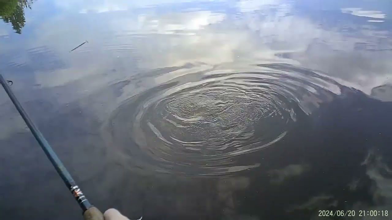 Fishing at Whittlebrook. 16Ib Common Carp on Match Rod