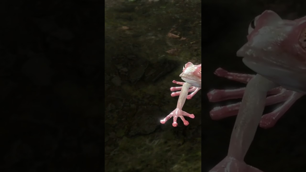 Baldur's Gate 3: sometimes talking to random animal pays off 