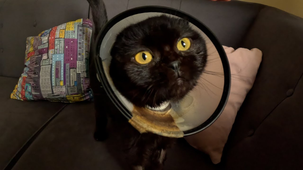 Cat's Reaction When Her Cone Comes Off After a Long Time