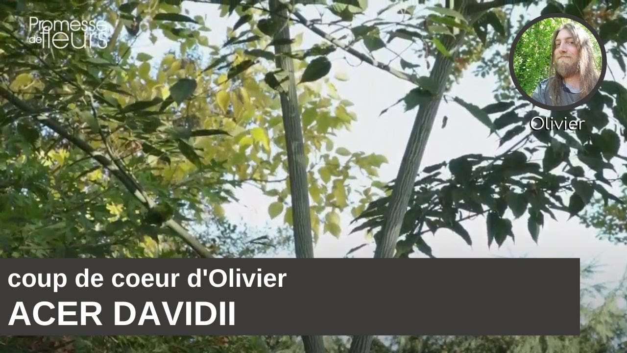 Coup de coeur d'Olivier : Acer davidii