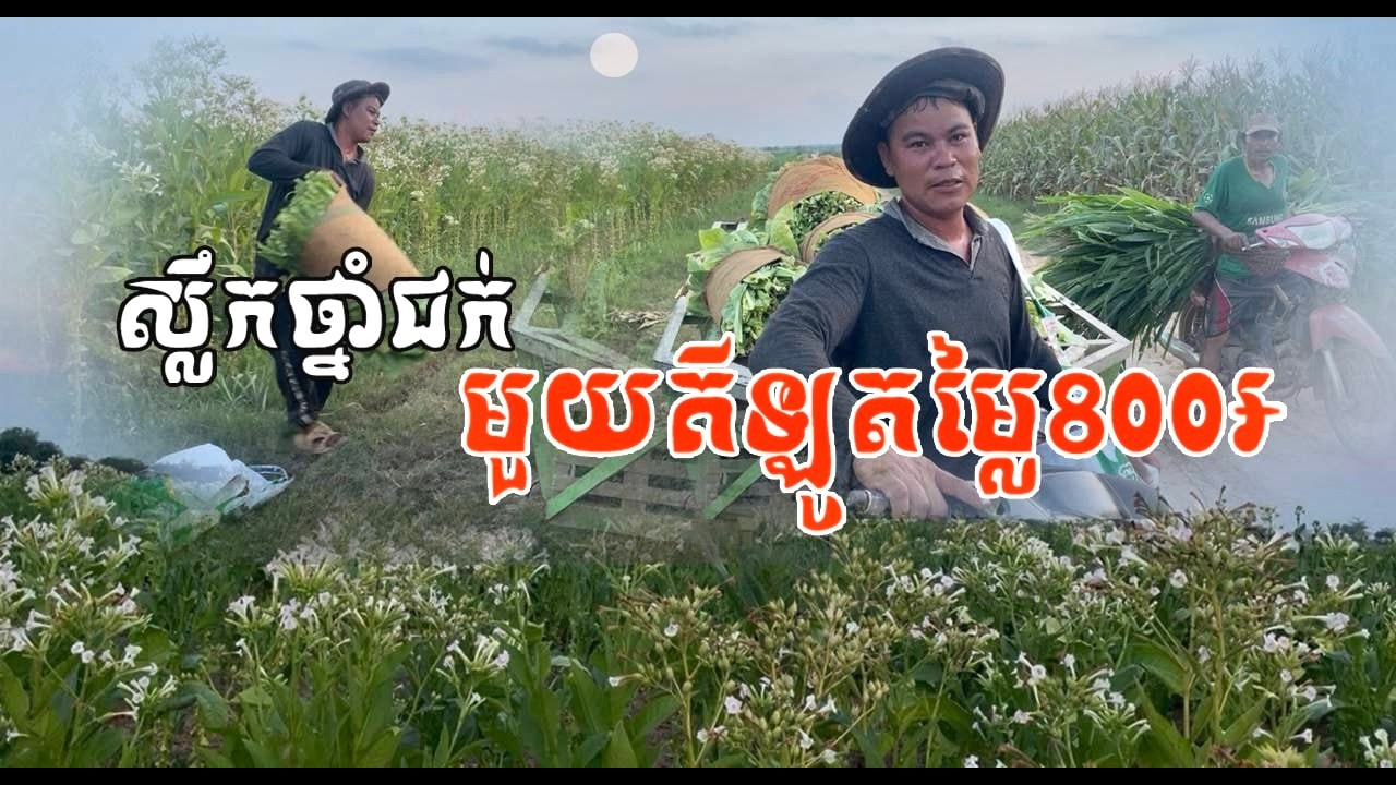 ដេីមថ្នាំជក់យក ផលិតចេញជាបារី កាច់យកស្លឹកមួយគីឡូ 700៛ ទៅ 800៛  ទៅតាមប្រភេទស្លឹក