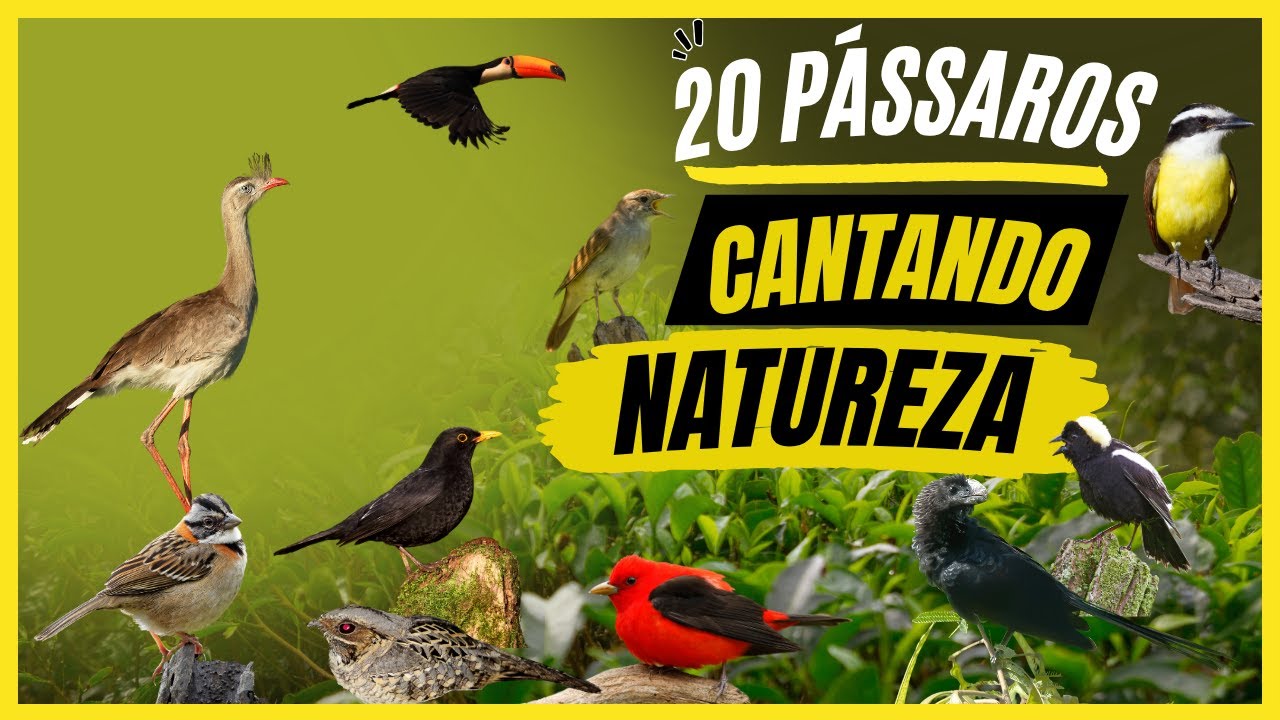 20 PÁSSAROS CANTANDO NA NATUREZA – Cantos Lindos e Diferentes de Aves do Brasil e do Mundo!