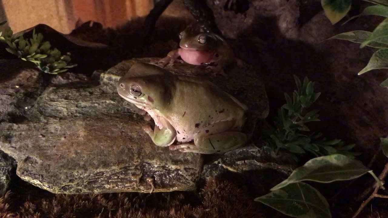 teaching a frog to croak