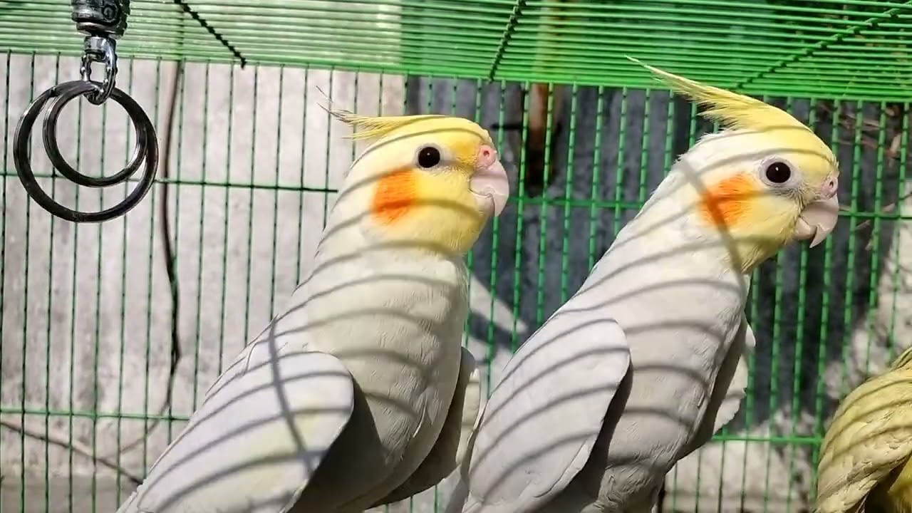 2 Pair Cockatiel Voice 🥰 / Cute Parrots #talkingparrot #birds #viralvideo #parrot #cockatiel #funny