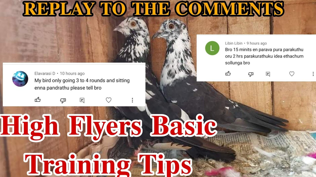 𝐇𝐢𝐠𝐡 𝐅𝐥𝐲𝐞𝐫𝐬 𝐁𝐚𝐬𝐢𝐜 𝐓𝐫𝐚𝐢𝐧𝐢𝐧𝐠 𝐓𝐢𝐩𝐬 𝐭𝐨 𝐅𝐥𝐲 3 𝐡𝐨𝐮𝐫𝐬💥🕊️| #highflyers #parava