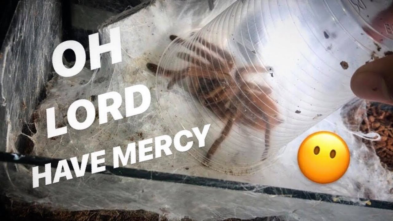 Lucky TARANTULA gets a WHOLE COW SKULL all to herself !!! ~ Ms. Lord Have Mercy