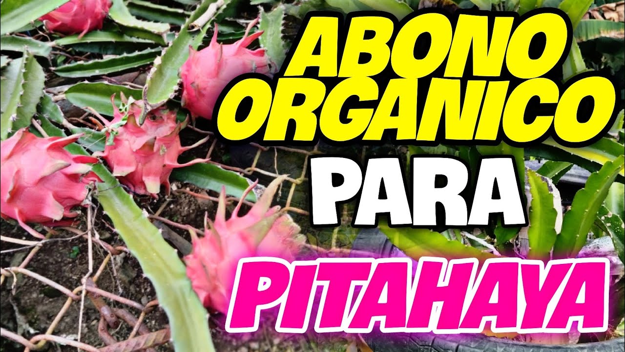 abono para PITAHAYA (como acelerar el crecimiento de la pitahaya ) FRUTA DEL DRAGON ABONO ORGANICO