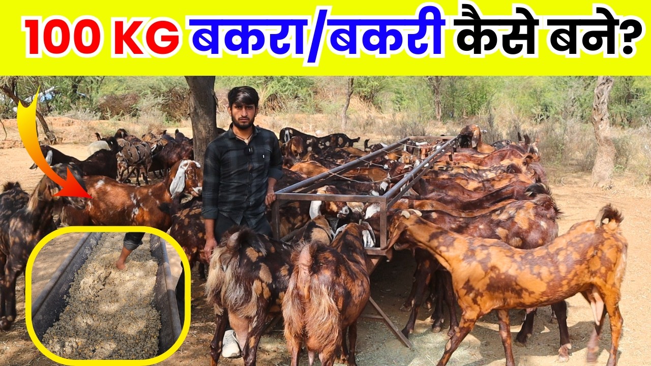100 KG के बकरे बकरियां बनाने का मास्टर डाइट