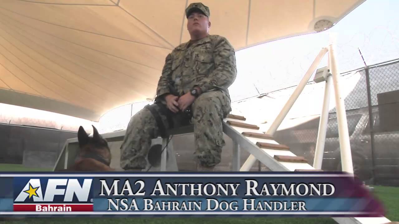 NSA Bahrain Military Working Dogs