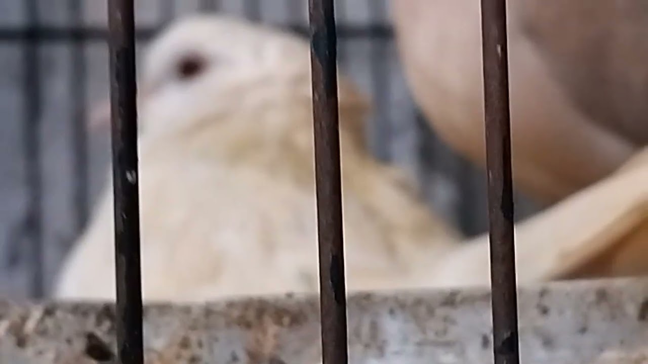 Mostrando pra vocês ad pombas Burguesa, 