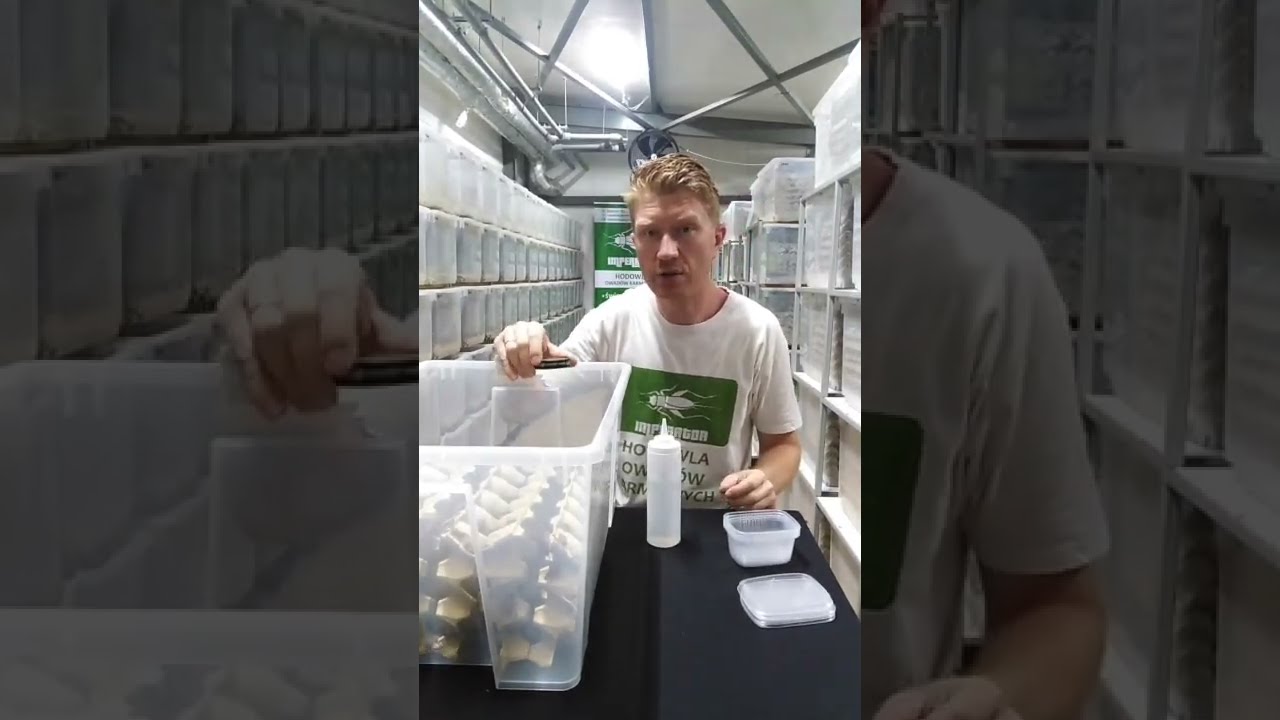 Co zrobić aby świerszcze nie zdychały