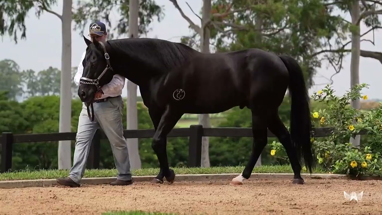 1º LEILÃO QUARTER HORSE PERFORMANCE - LOTE 100