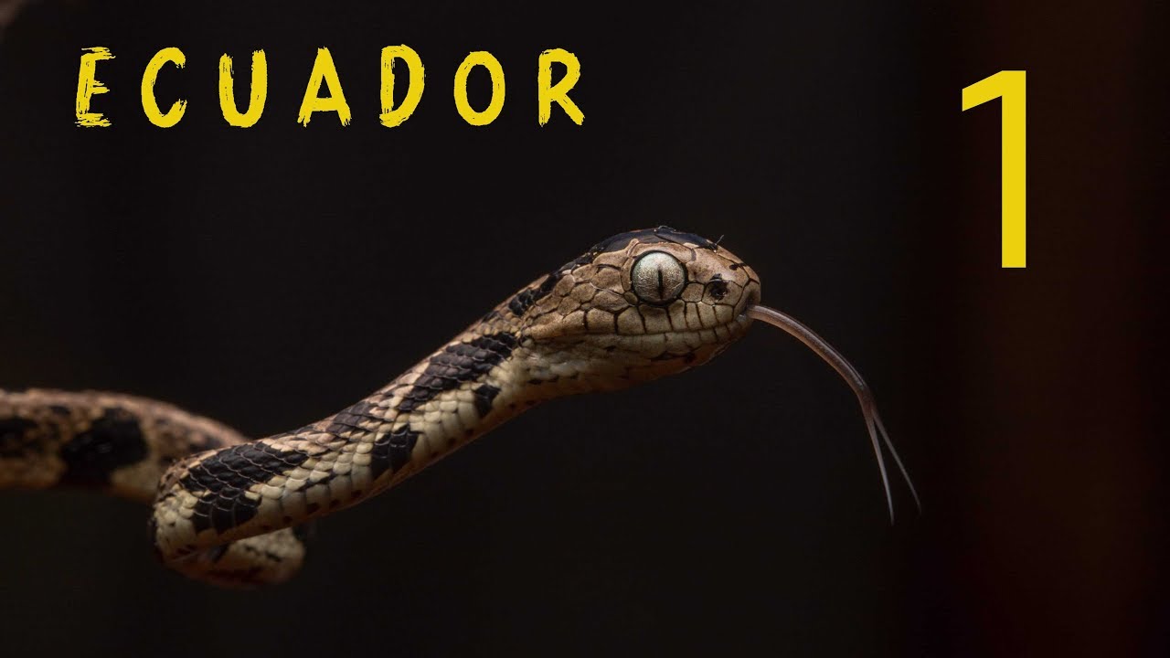 Herping Ecuador! We travel to the incredible Choco! See the Reptiles and Amphibians of Ecuador!