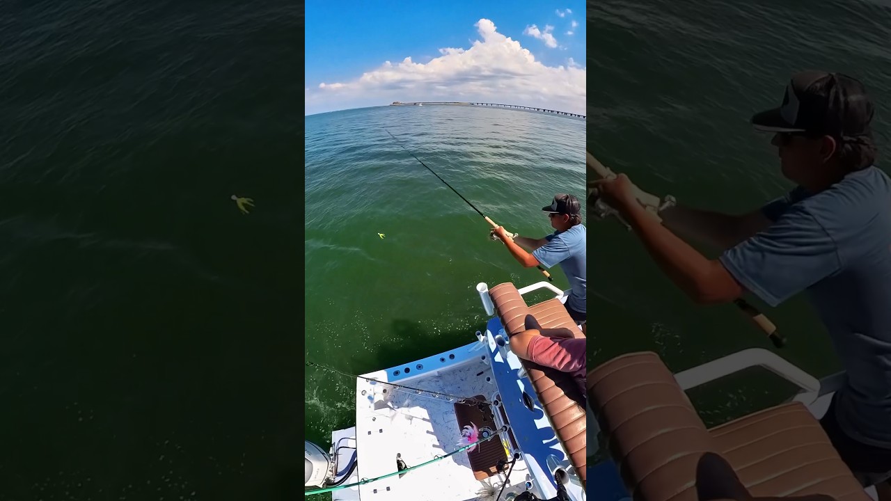 Cobia snatches my jig from above!