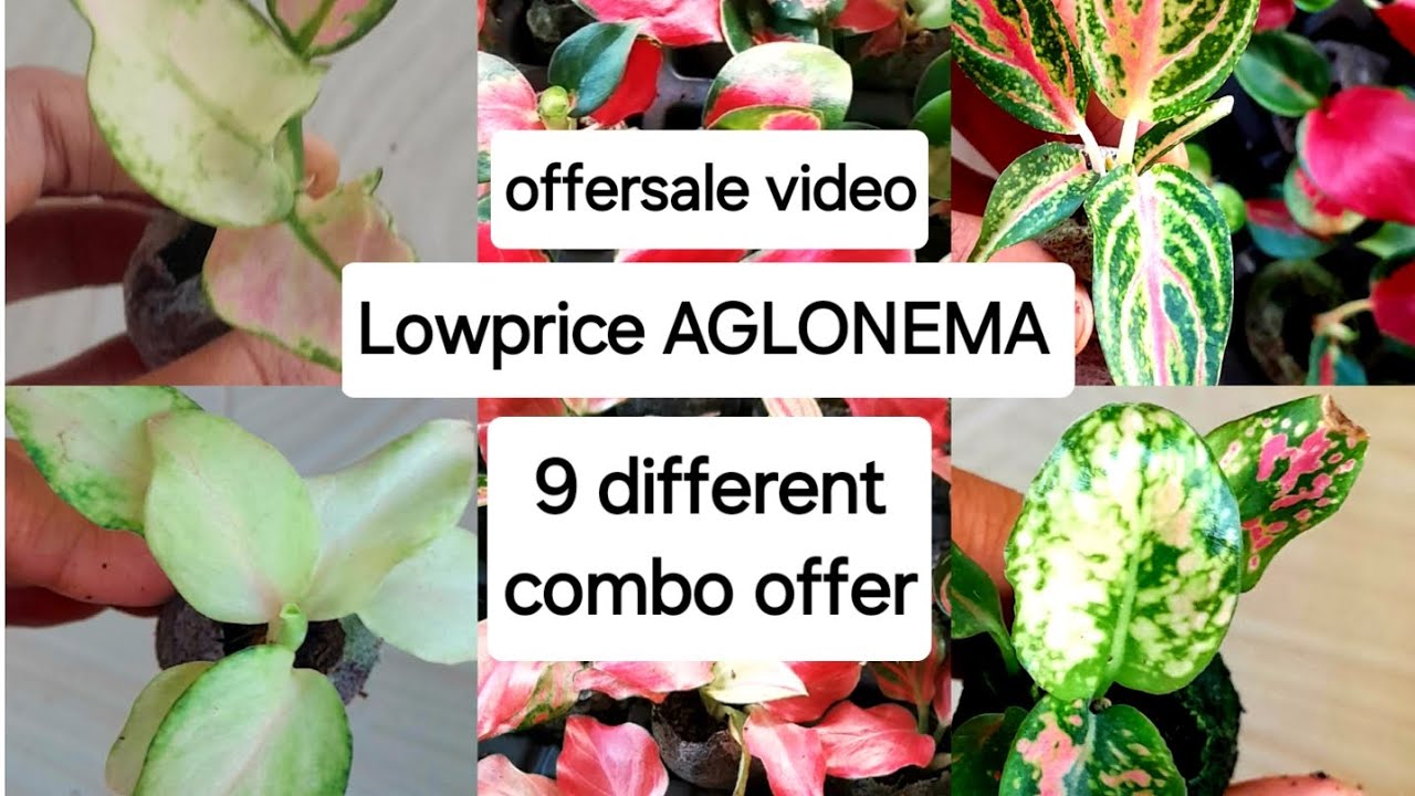 Lowprice AGLONEMA combo offersale starting ₹210