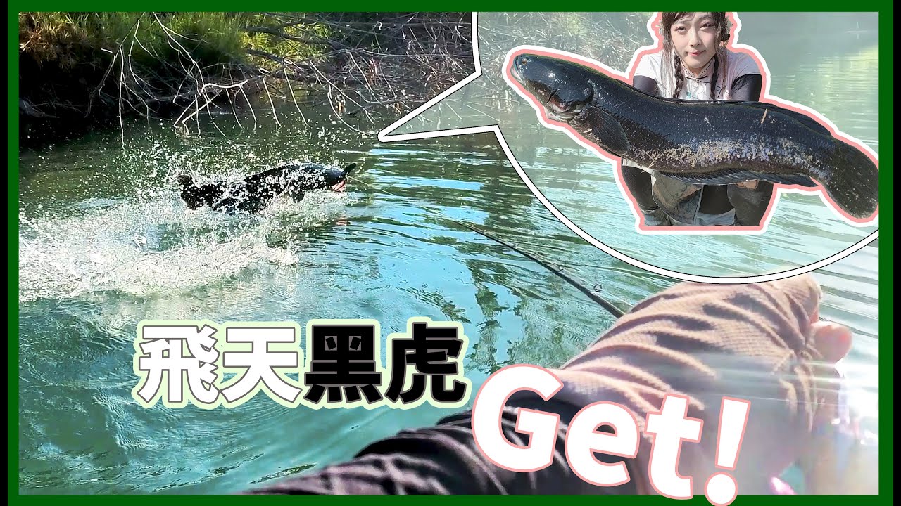 【舟釣魚虎】飛出水面的漆黑身影，激烈碰撞打響魚虎季的號角! #魚虎 #路亞釣魚 #蘋果妮
