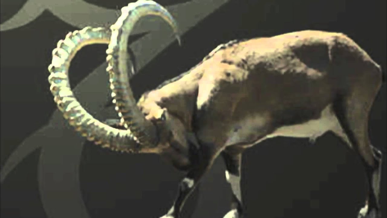 Capricorn in Love