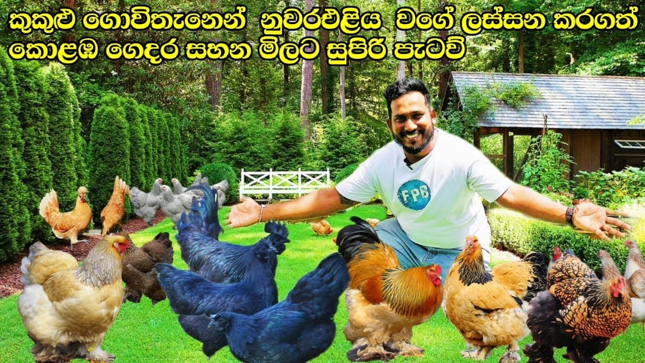 කුකුලු ගොවිතැනෙන් නුවරඑළිය වගෙ ලස්සන වුනු කොළඹ නිවස - අඩුම මිලට හොදම පැටවු - පුදුම හිතෙන අමතර ආදායමි