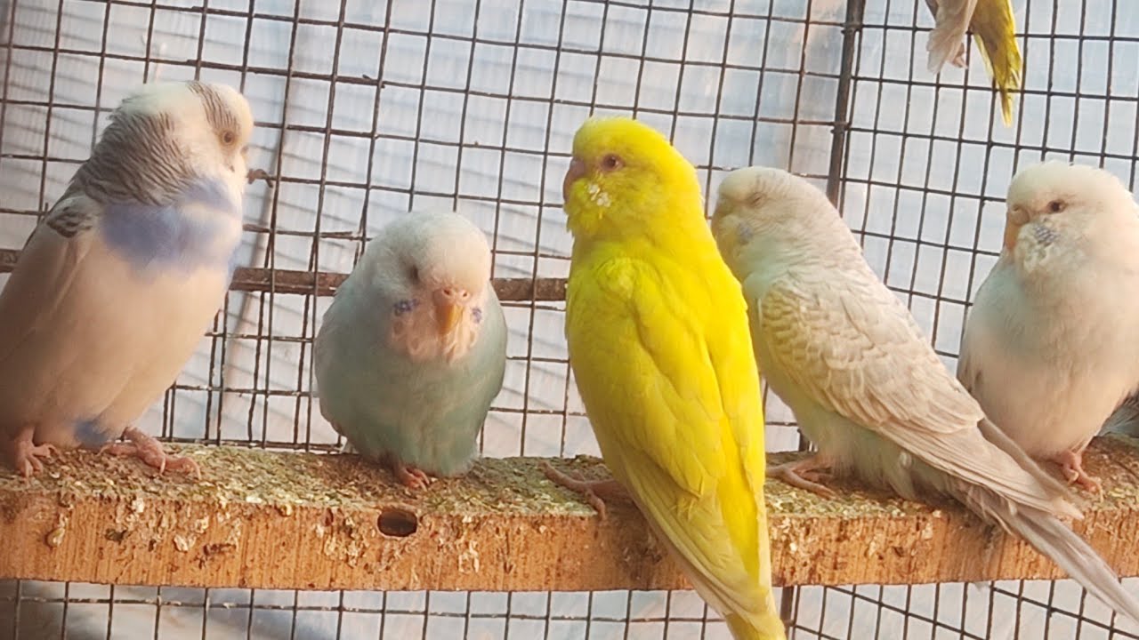 Budgie Baby