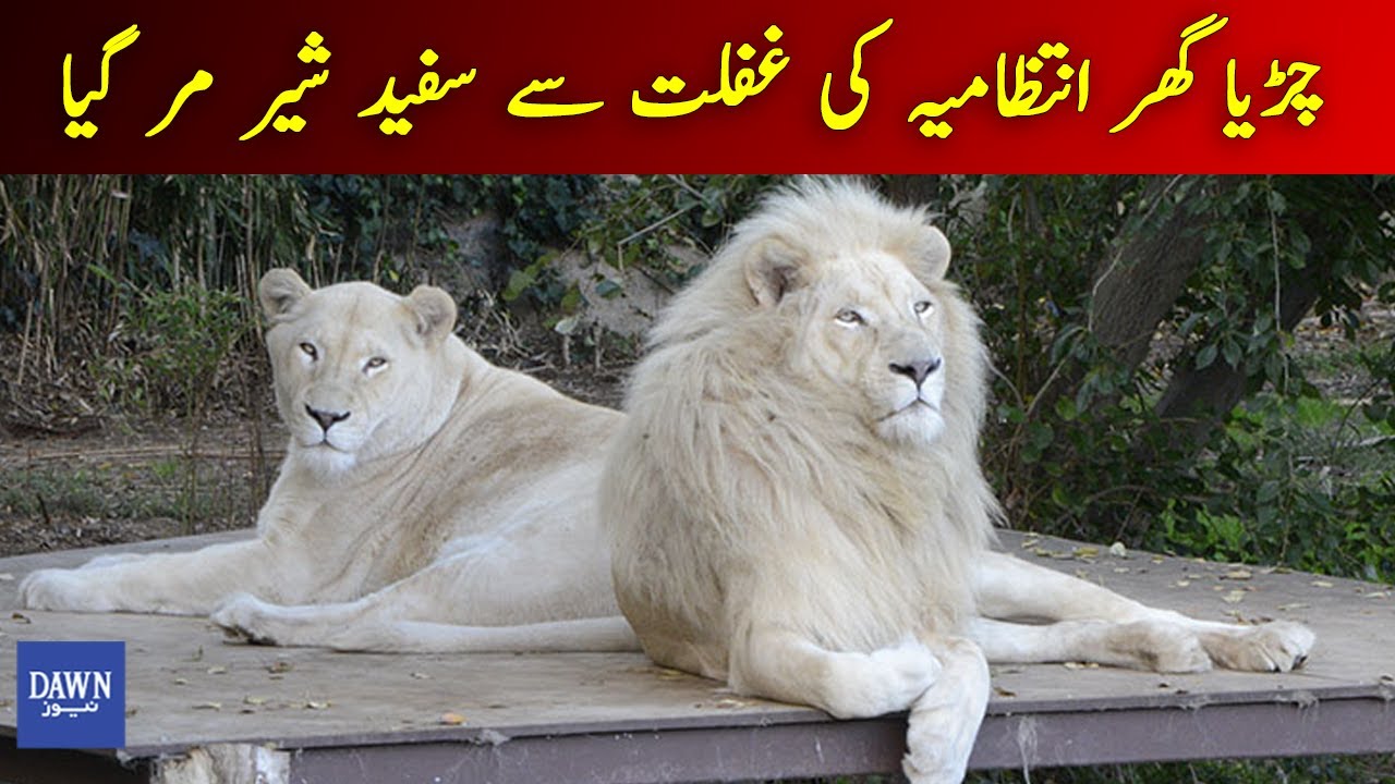 Breaking News: Rare White Lion Dies In Karachi Zoo | Dawn News