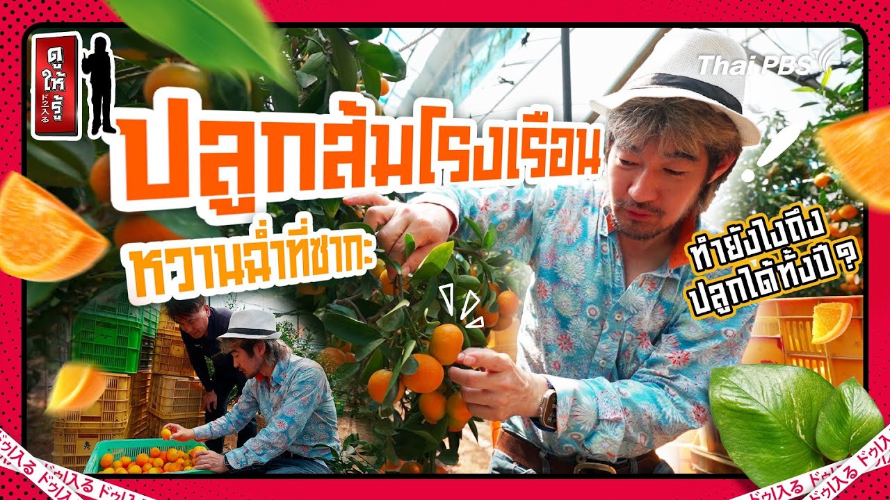 ปลูกส้มในโรงเรือนหวานกว่าราคาดีขายได้ทั้งปีที่ซากะ | ดูให้รู้ Dohiru [CC]