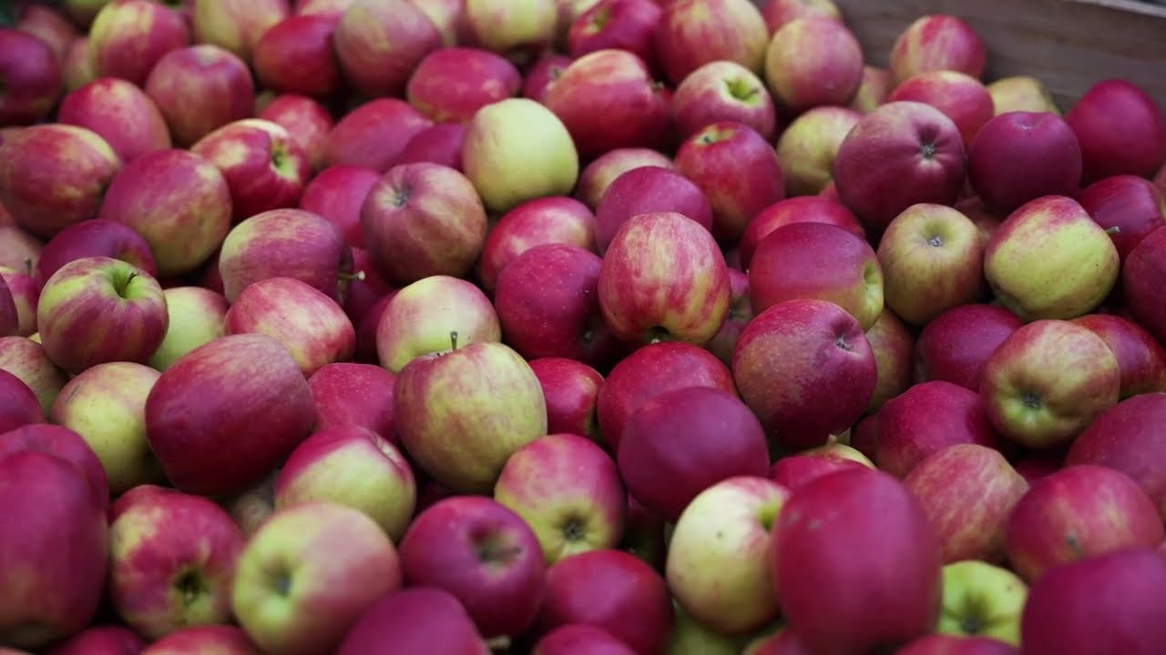 Adrian Scripps: Transforming Apple Production with HarvestEye | Grower Testimonial