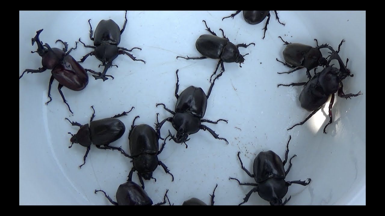 大量の大量のカブトムシ掘りA large number of Japanese rhinoceros beetles 【カブトムシ・クワガタムシ】